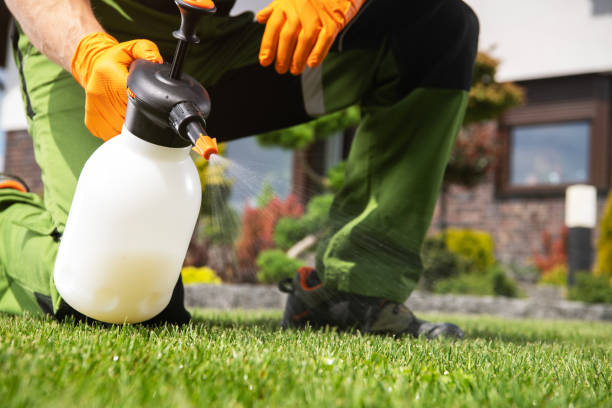 Best Local Pest Control Services  in Union, MS