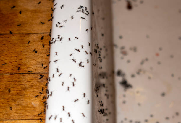 Best Pest Control for Homes  in Union, MS